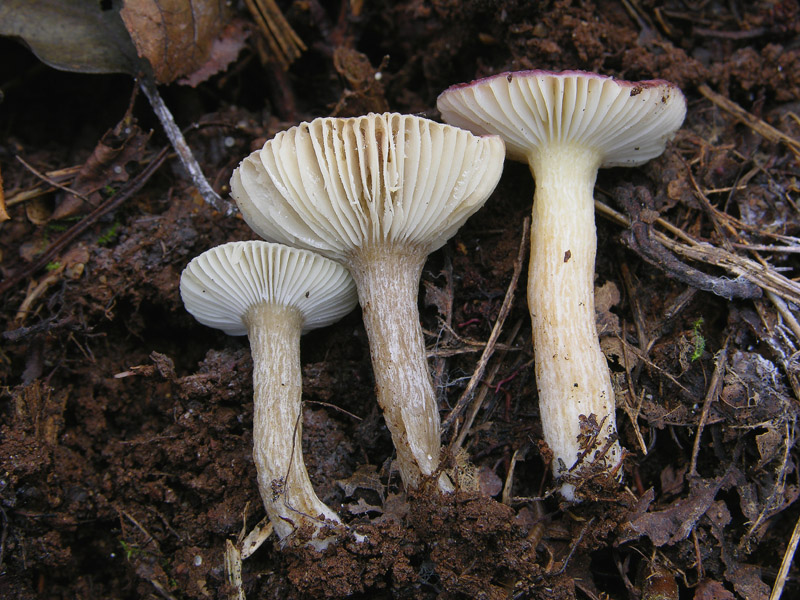 Russula alnetorum Romagn. [R. leprosa (Bres.) Crawshay]